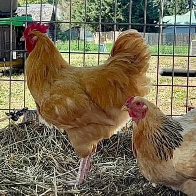 A happy rooster with one of his lady chickens happily living their lives on our farm. free to roam in safe places. scratching and pecking like chickens like to do. Rise of cruelty free farming.
