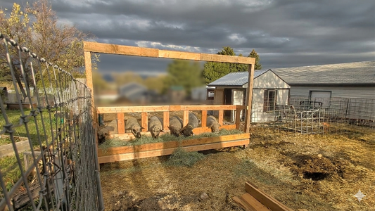 Building the Perfect DIY Sheep Feeder for Our Homestead
