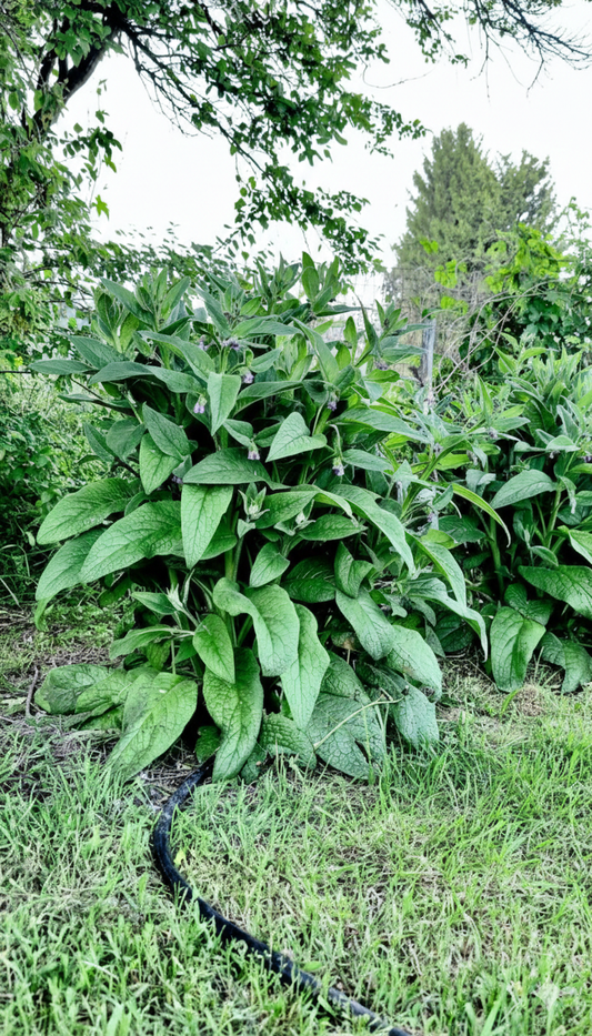 Comfrey The Ancient Forgotten Herb
