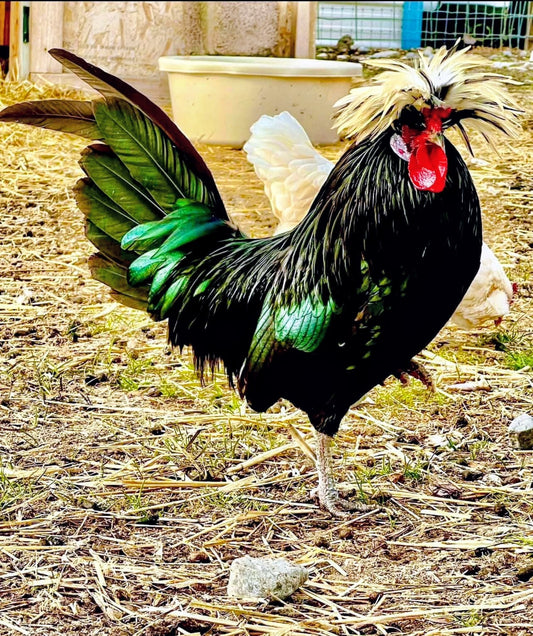 All I Needed To Know About Chickens I Learned From Bob Marley.