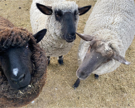 "Three fluffy sheep at Wild Daisy Homestead—one dark brown and two white—looking up curiously at the camera in a sunlit grassy field."