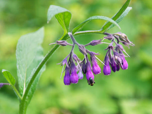 Comfrey The Ancient Forgotten Herb