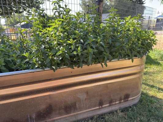 "A lush, green peppermint plant with textured leaves growing in a rustic galvanized metal raised garden bed at Wild Daisy Homestead."