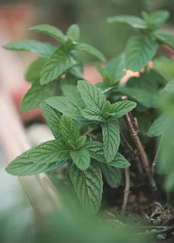 The Peppermint Plant