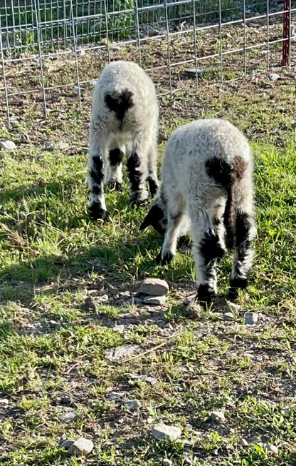 "Love One Another" Parable Hoodie - Lambs with Heart-Shaped Spots - Vintage Farm Design