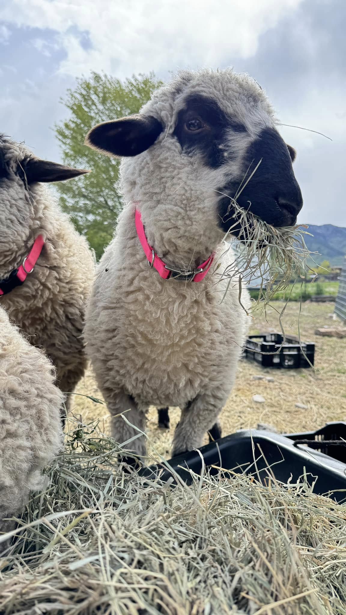 "Daisey Mae, a Roma Dale and Valais Blacknose cross sheep at Wild Daisy Homestead, featuring elegant black and white facial markings and a pink collar. She is standing in a grassy pasture with a piece of hay in her mouth, looking curiously at the camera."
