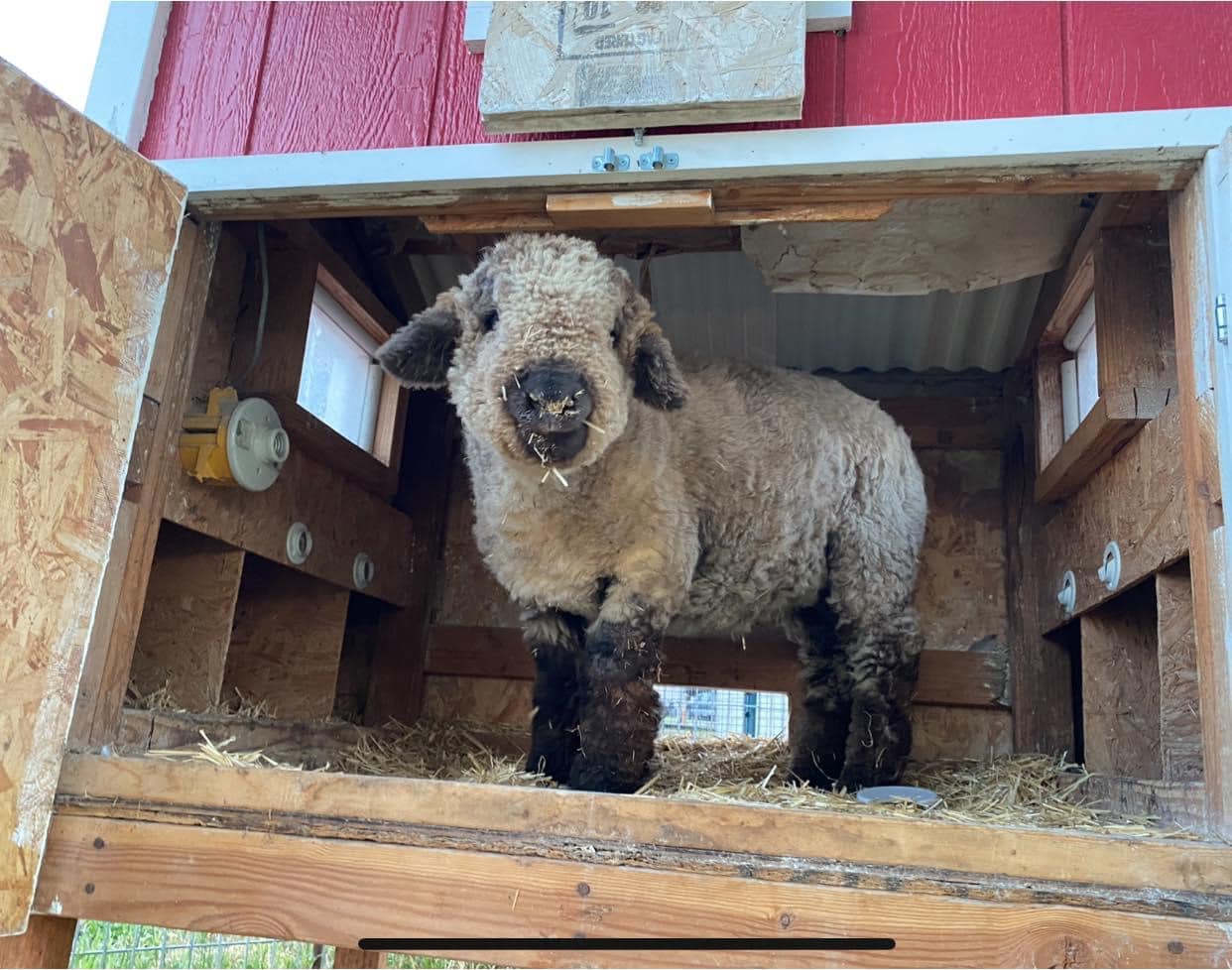 Our Homestead – Wild Daisy Homestead