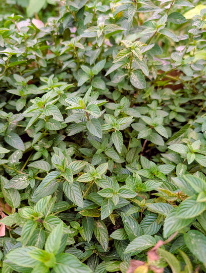 Home Grown  Peppermint Tea