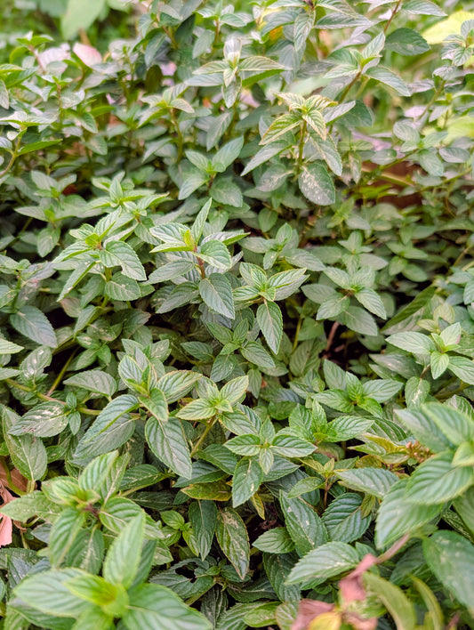 Home Grown  Peppermint Tea