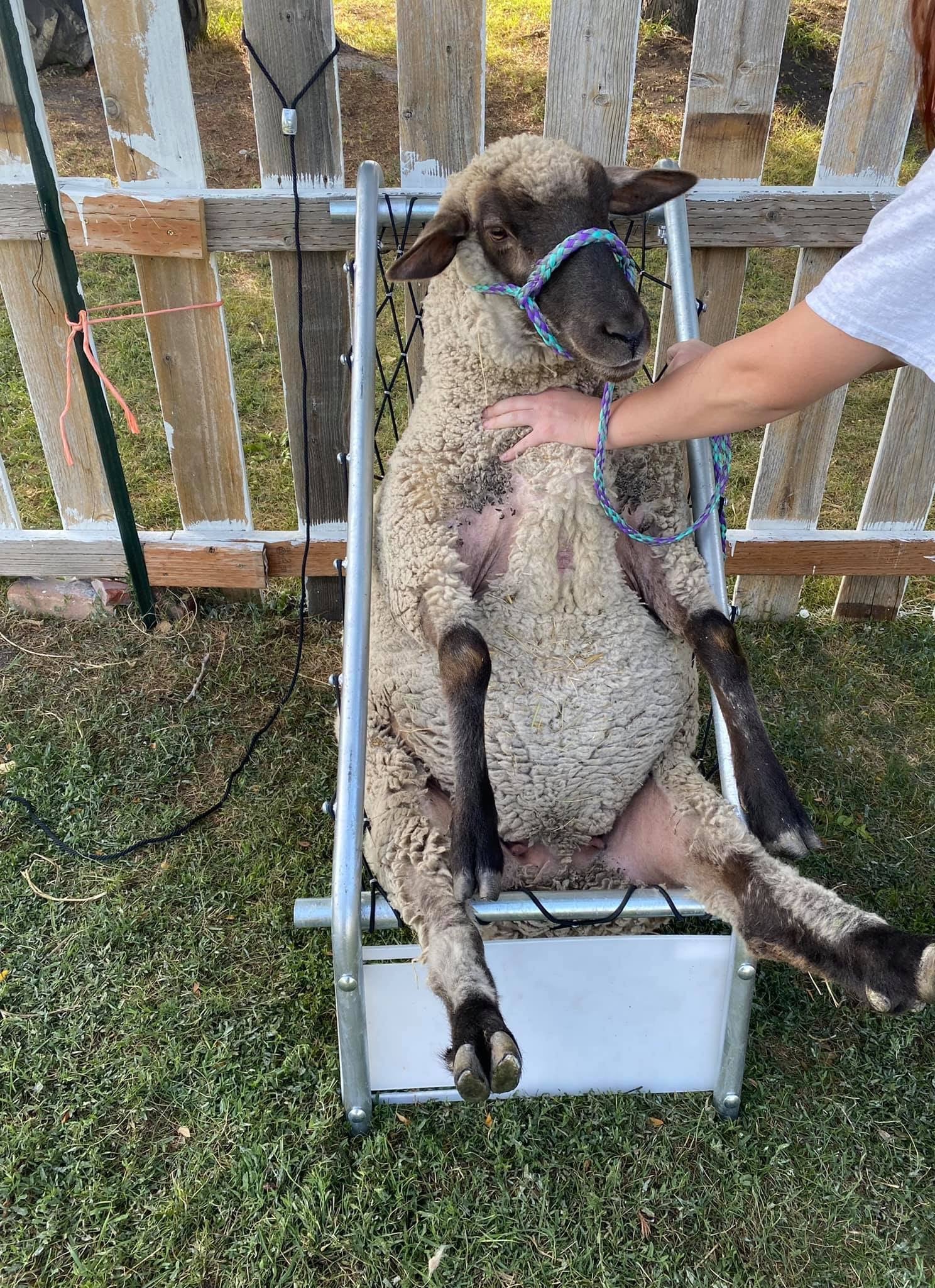 "Penelope the sheep sitting comfortably upright in a black woven net chair at Wild Daisy Homestead, wearing her purple and teal halter and looking patiently at the camera as she prepares for a hoof trimming."