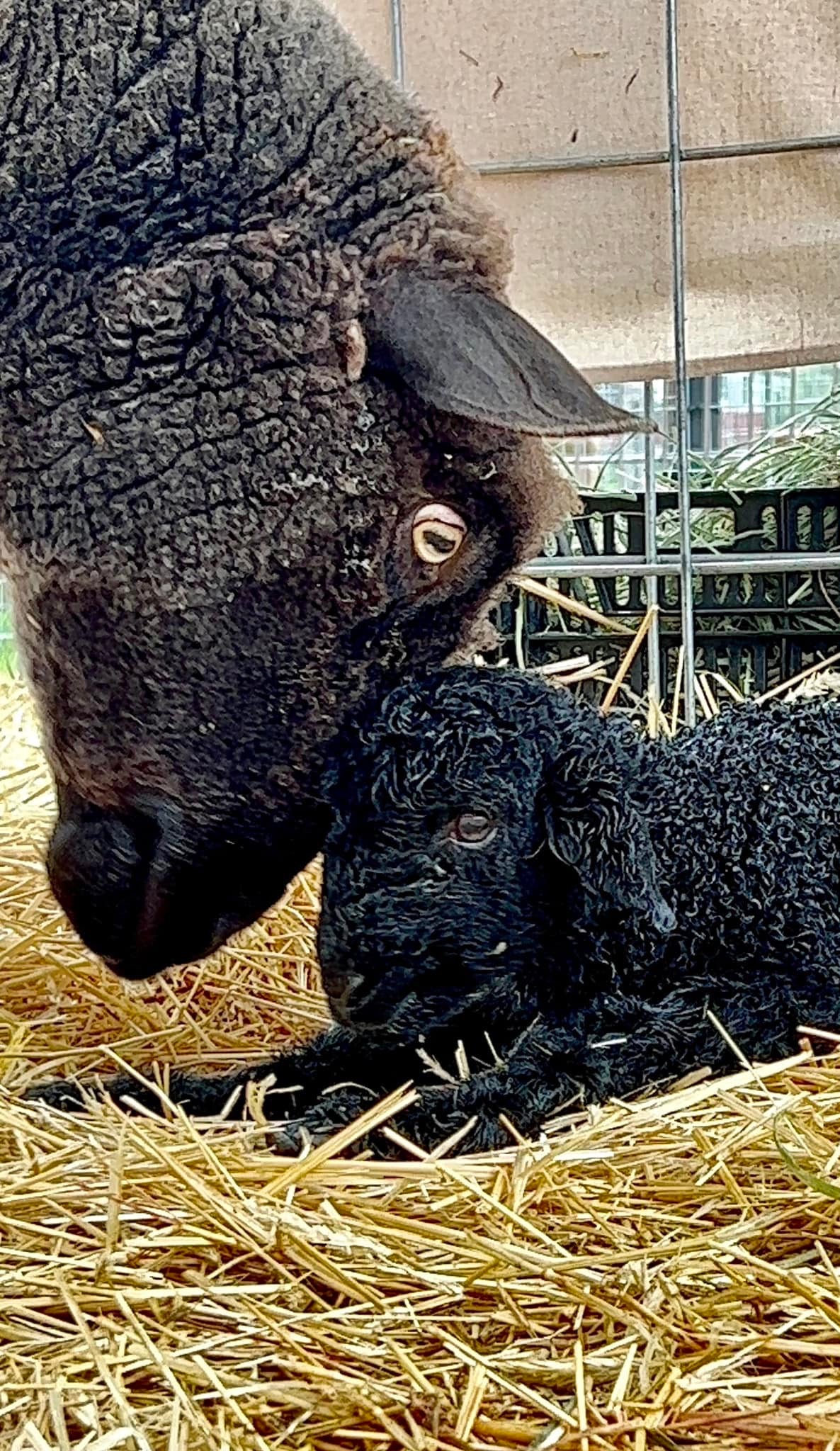 "A tender moment at Wild Daisy Homestead where Maisey, the Corriedale matriarch, gently presses her head against her minutes-old newborn lamb, Louie. The curly black lamb rests on golden straw as his mother cleans him and they share their very first greeting."