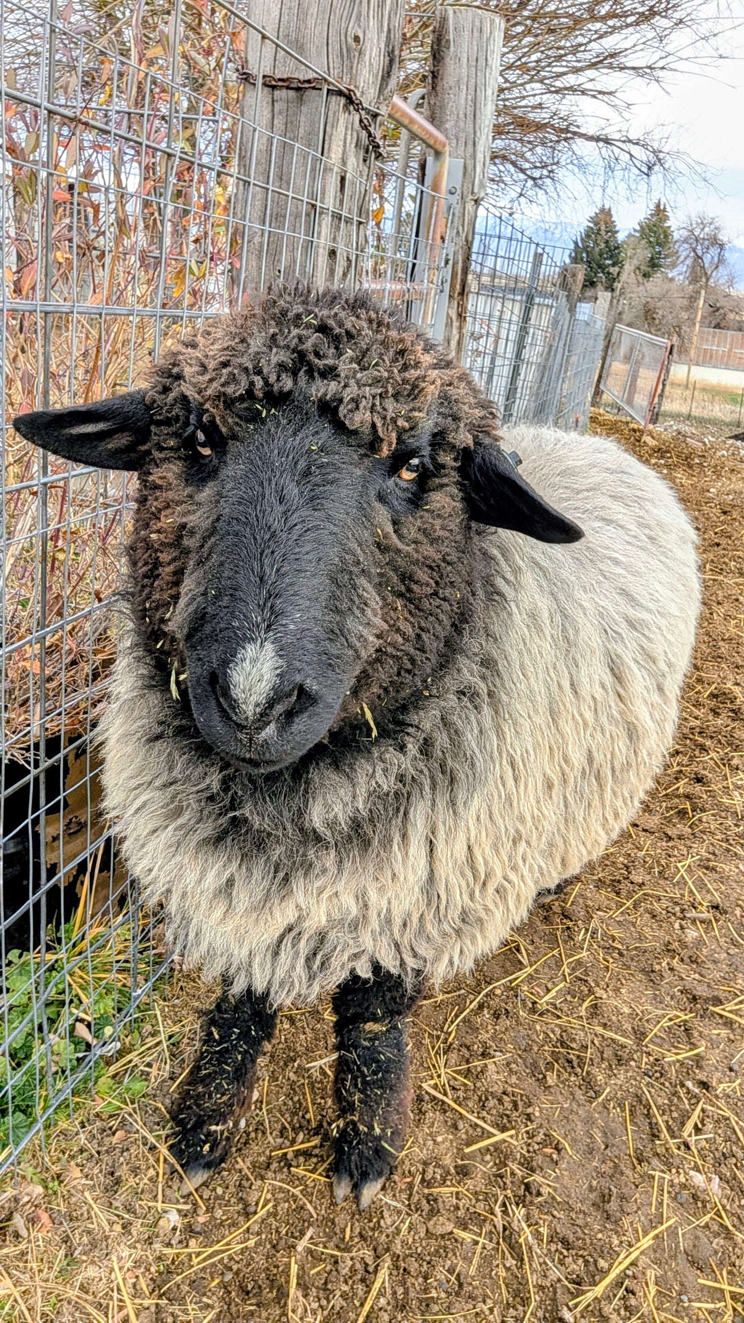 "Louie, a tall and majestic Cor-Valais sheep at Wild Daisy Homestead, showing his thick, chocolate-colored fleece with silver tips and a distinctive white spot on his nose as he looks toward the camera."