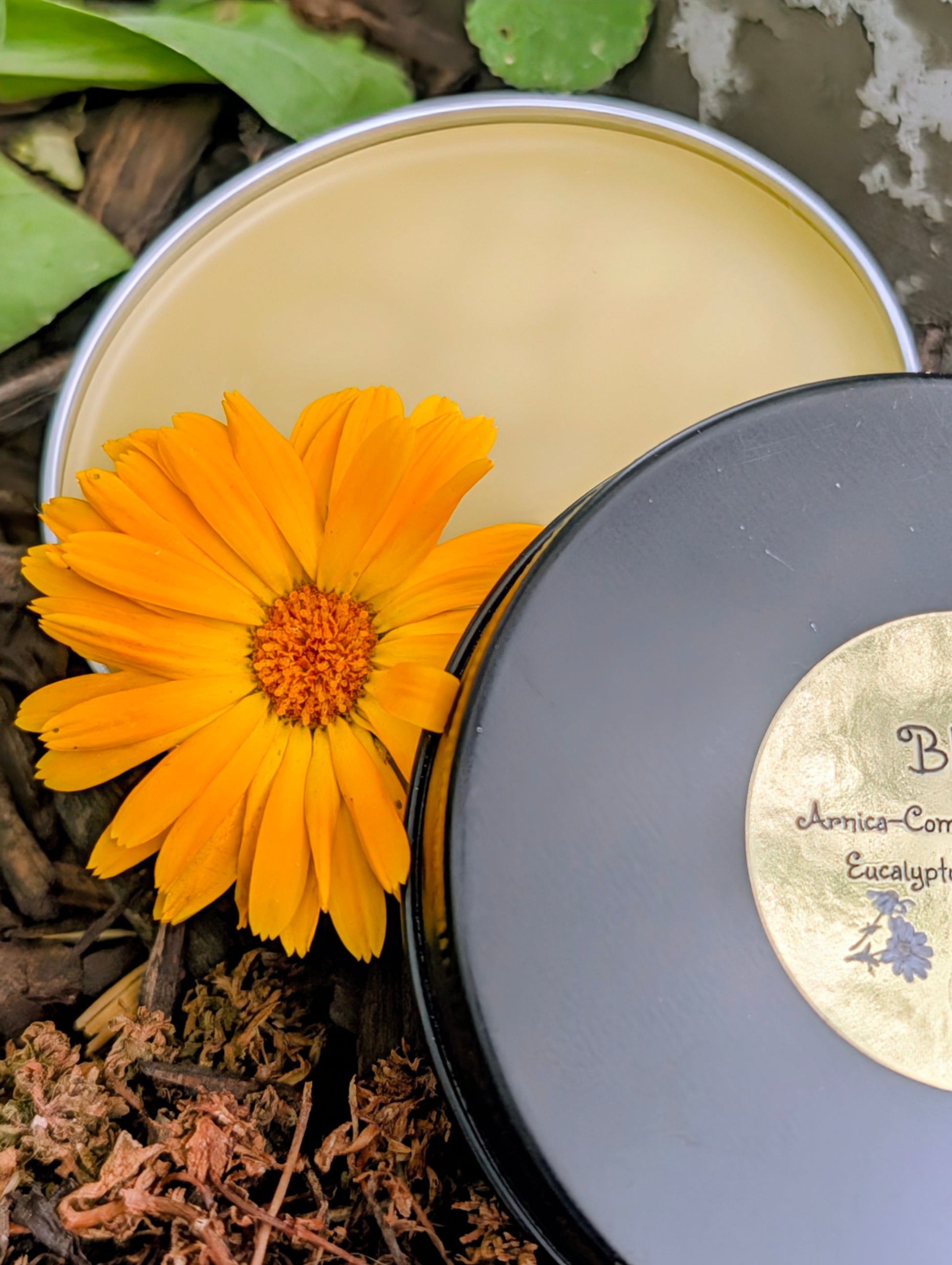 "Close-up view of the Wild Daisy Homestead Blitz Arnica and Comfrey Salve in its large black reusable tin, showing the smooth texture and natural herbal ingredients."