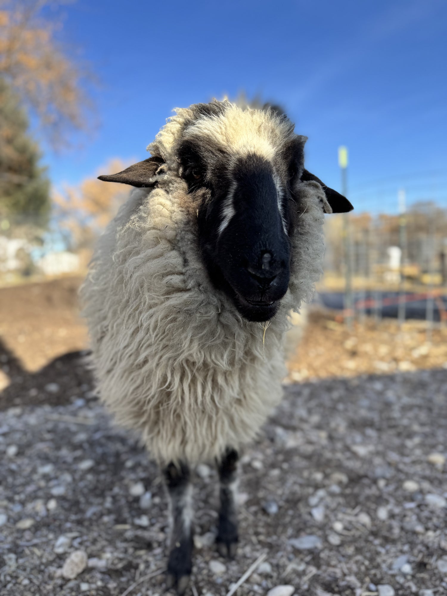 "Matilda Sue, a Roma Dale and Valais Blacknose cross sheep at Wild Daisy Homestead, looking directly at the camera with her signature black facial markings. Her thick, wavy white wool is long and fluffy as she stands curiously in the pasture."